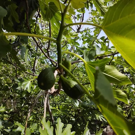 בית נופש Fig Tree House