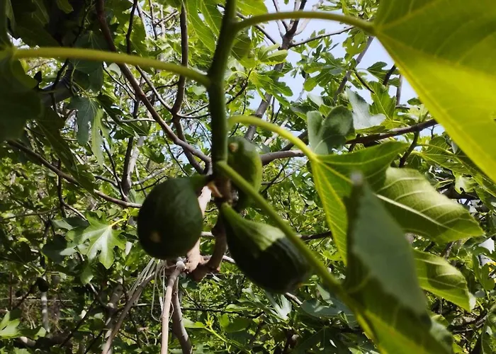 Holiday home Fig Tree House